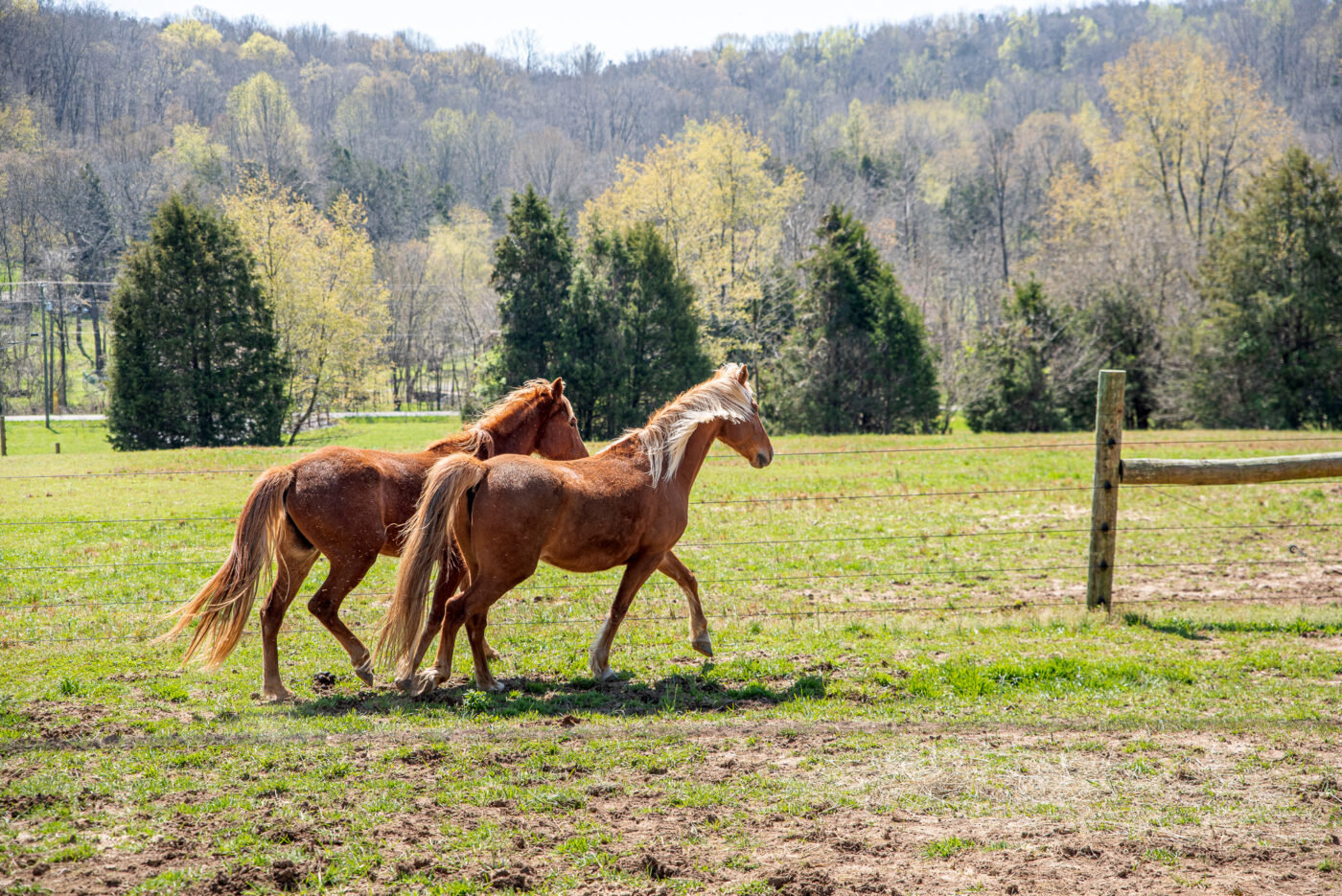Two beautiful horses in Tennessee Pasture